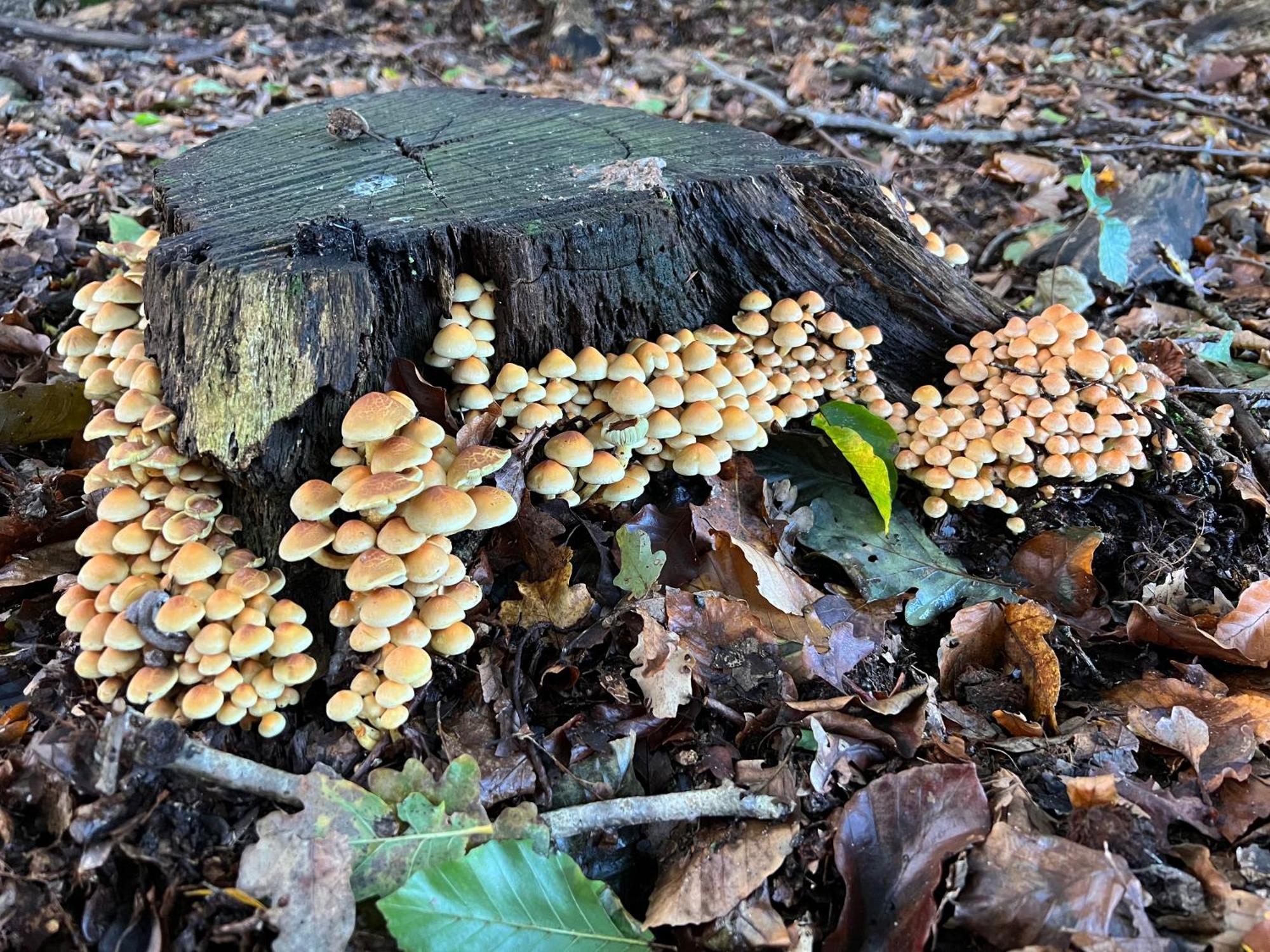 Veluwe Park Reewold Chalet Talisman Putten Esterno foto